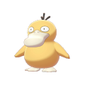 Psyduck