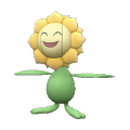 sunflora
